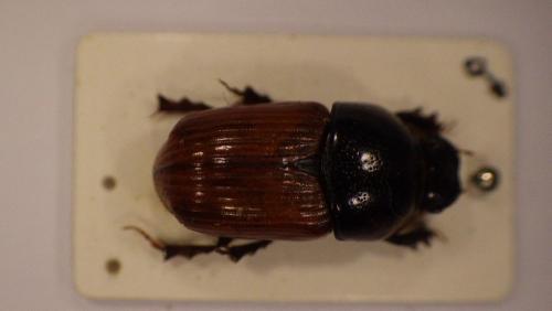Réf. 275 516 : Coprimorphus scrutator
